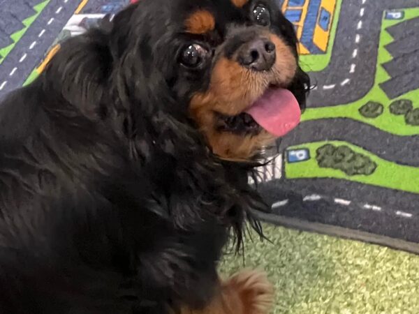 Dogoterapia 🐶🐶