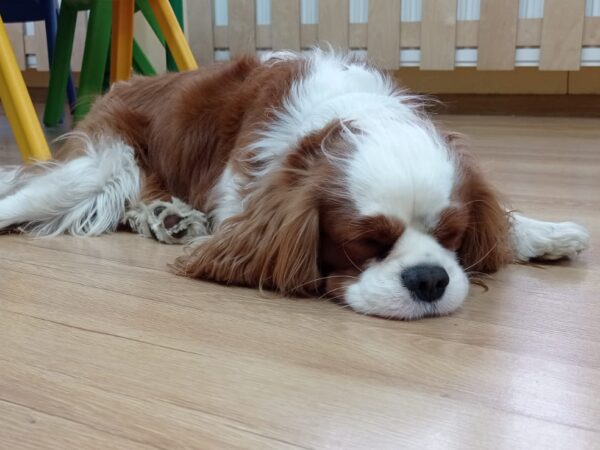 Dogoterapia 🐶🐶🐶